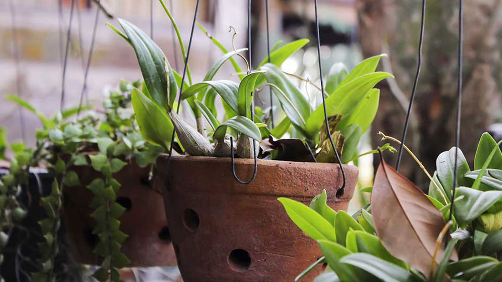 Why you should buy plants now