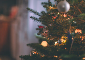 Climate-friendly festive season: sustainable Christmas trees