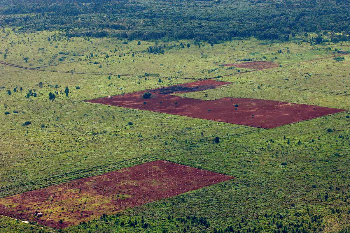 Greenpeace Palm oil fields of the palm oil industry