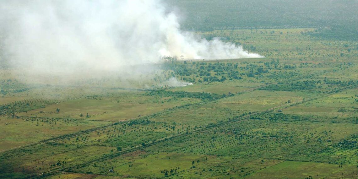 the dark side of the palm oil industry