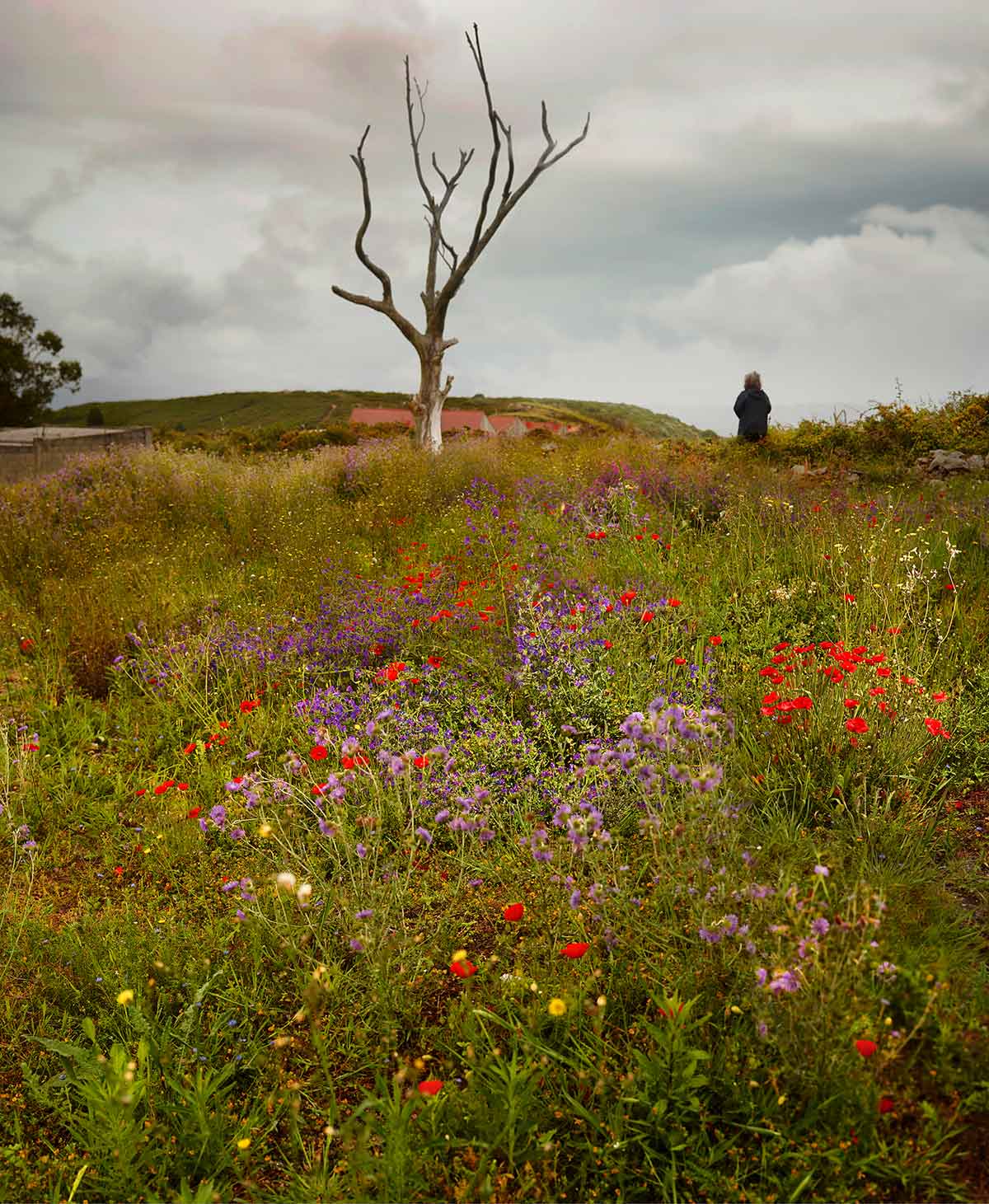 photo basel 2023
Ellen Kooi, Coruna - bloemen, 2019