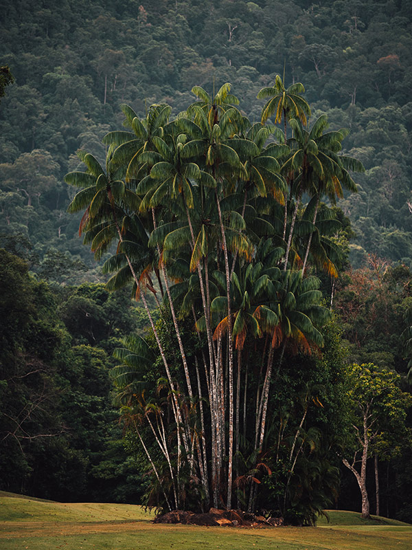 The Wilds: The Datai Langkawi