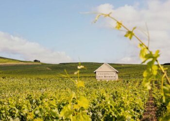 Cheers! Louis Roederer Celebrates 250 Years